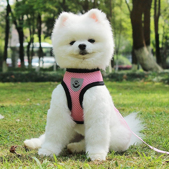 2-in-1 Pet Car Seat Belt & Leash